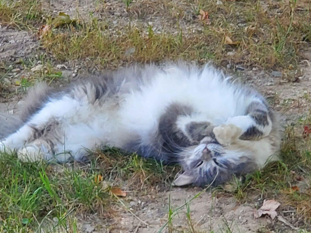 Pixie in the Grass Pixie rolling around in a patch of grass. She's a small, silver cat with a fluffy white belly and faint tabby markings.