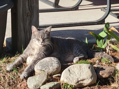 Catrina in the Garden Catrina snoozing peacefully in a garden. She's a small, silver cat with faint tabby markings.