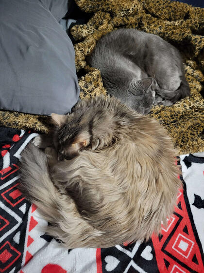 Bella and Crash Snoozing Bella and Crash curled up on two blankets. Bella is a fluffy light brown cat with lynx point markings. Crash is a plain gray cat.